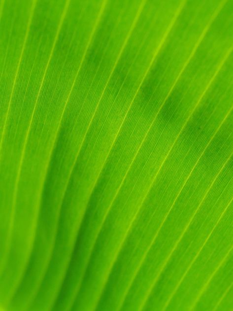 Banana leaf background Banana Leaf Background, Icons Website, Green Banana, Banana Tree, Leaf Background, Tree Pattern, Tree Patterns, Free Vectors, Download Free Images