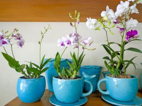 Como cuidar de mini orquídeas. As mini orquídeas sãos plantas delicadas que, como o próprio nome diz, contemplam o estilo minimalista de gosto para decoração. Suas flores pequenas e delicadas, sendo algumas só visíveis em sua total... Mini Orquideas, Orchid Flower Arrangements, Orchid Planters, Orchid Flower, Container Gardening, Indoor Plants, House Plants, Orchids, Flower Arrangements