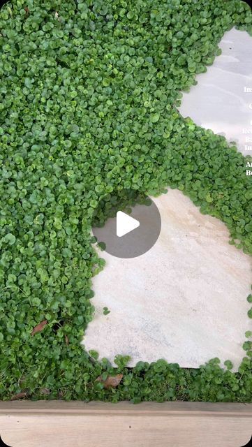 PLANT SOURCING & DELIVERY PERTH on Instagram: "6 months on after our Dichondra/steppers install at home and it’s looking LUSH 🌿

Dichondra Repens is the perfect option for filling in those awkward small areas, especially around steppers ! 

💡 Tips for growing Dichondra Repens 💡 

🌿Needs lots of water during establishing period, especially if planting in summer .

🌿They thrive best in a partly shaded area but can be grown in full sun with the right care. 

🌿Mix in some rich soil conditioner before planting.

🌿Can be susceptible to pests (caterpillars), make sure to check regularly for signs of damage as early treatment is key ! 

🌿Seasol regularly to help the Dichondra spread and fill out the area. 

Thanks for reading ! 

#dichondra #landscaping #backyard #plantideas #gardenideas # Dichondra Repens, Side Path, Landscaping Backyard, Soil Conditioner, Interior Garden, In Summer, Planting, 6 Months, Soil