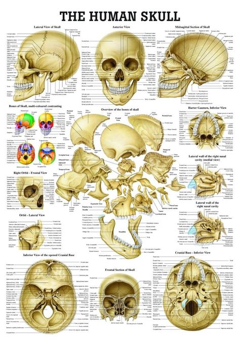 Human Skull Anatomy, Anatomy Chart, Skull Anatomy, Anatomy Bones, Forensic Anthropology, Skeleton Anatomy, Dental Anatomy, Brain Anatomy, Human Body Anatomy