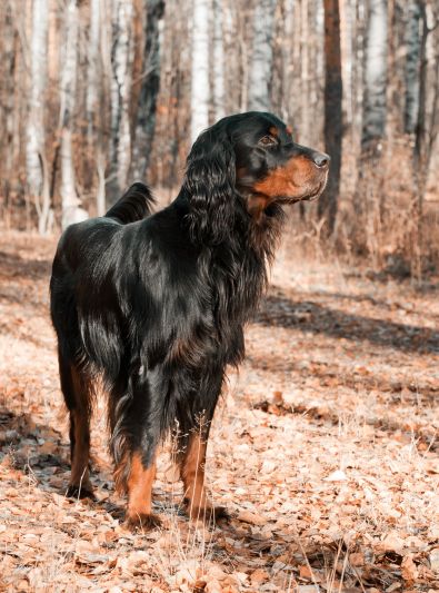 Akc Breeds, Gordon Setter, All Breeds Of Dogs, Dog Stocking, Bird Dog, Pets 3, Bird Dogs, Mixed Breed Dogs, Homemade Dog