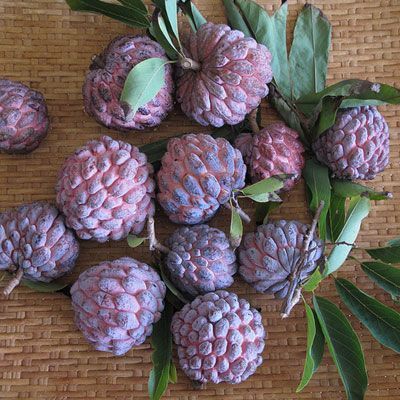 Sugar Apple. While called an apple, this fruit looks more like a raspberry because of it’s lumpy outer shell. Inside, sugar apples have a sweet yellowish flesh that has the texture and taste of custard. In fact, another name for the sugar apple is custard apple. This fruit is popular in Southern Asia, although it is native to the Americas. Growers in Taiwan combined it with a cherimoya to make the atemoya. - Delish.com Sugar Apple Fruit, Weird Fruit, Custard Apple, Strange Fruit, Unique Fruit, Sugar Apples, Fruit Seeds, Beautiful Fruits, Exotic Food