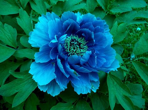 Peonia Blu - Blue Peony -  J&Konrad | Flickr Blue Peonies, Transparent Flowers, Bonsai Plants, Annual Plants, Peony Flower, Exotic Flowers, Flower Beauty, Beautiful Blooms, Blue Flower