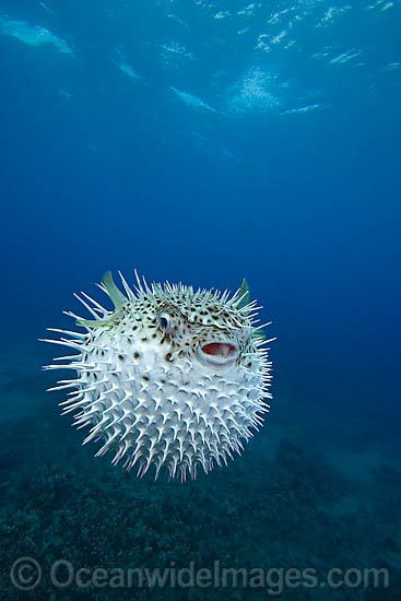 Spotted Porcupinefish Bizarre Animals, Fauna Marina, Puffer Fish, Water Animals, Beautiful Sea Creatures, Underwater Creatures, Underwater Life, Water Life, Exotic Fish