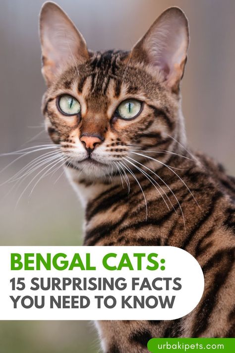 Are you curious about Bengal cats and what makes them so unique? Look no further! With their leopard-like appearance and playful personalities, Bengal cats have captured the hearts of pet lovers worldwide. But did you know that they are also one of the smartest and most adaptable cat breeds out there? Our comprehensive guide reveals 15 fascinating facts you didn't know about Bengal cats. From their origins as a hybrid breed to their keen intelligence and natural hunting abilities Asian Leopard Cat, Bengal Kitten, Leopard Cat, Bengal Cats, Lovely Friends, Lots Of Cats, Fascinating Facts, Surprising Facts, Cat Boarding