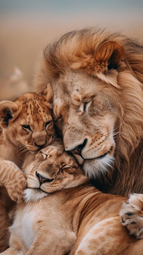 Lion Couple, Lion Family, Closeup Portrait, Lion Photography, Lions Photos, His Queen, Lion Love, Majestic Creatures, Dog Suit