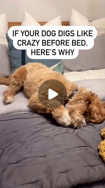 Mini Goldendoodle | Dog Mom Lifestyle Tips on Instagram: "Why I’m so happy my dog does this👇🏻

Because it’s a sign he’s about to crash and go to bed!

Our Goldendoodle puppy digs like crazy right before he’s ready to sleep. It’s part of their natural instinct. 

Does your dog do this too?? #dogparents" Micro Mini Goldendoodle, Labradoodle Goldendoodle, Mini Goldendoodle Puppies, Mini Goldendoodle, Goldendoodle Puppy, Dog Parents, Like Crazy, Labradoodle, Goldendoodle