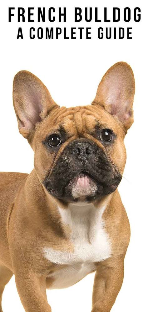 French Bulldog Breed Information Center - The Complete Frenchie Guide How To Care For A French Bulldog, Frenchy Puppy, French Bulldog Information, Frenchies Puppies, French Bulldog Full Grown, Brindle French Bulldog, Bulldog Training, French Bulldog Breed, French Bulldog Facts