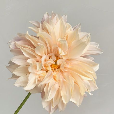 Cool Shapes, Flower Boutique, Creme Color, Dahlia Flower, Yellow Tones, Water Lilies, The Flowers, Anemone, Cut Flowers