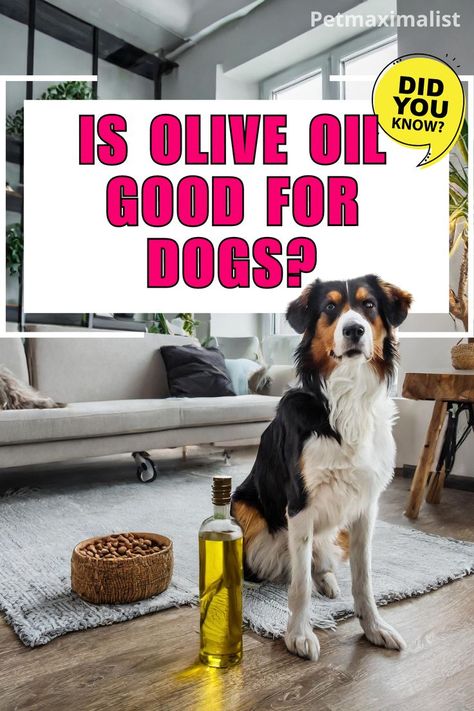 Is Olive Oil Good for Dogs Olive Oil For Dogs, Monounsaturated Fats, Coconut Oil For Dogs, Regular Bowel Movements, Dog Needs, Oils For Dogs, Dog Diet, Black Seed Oil, Can Dogs Eat