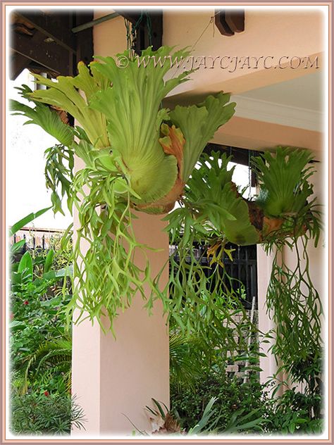 Staghorn Plant, Ferns Garden, Staghorn Fern, Indoor Gardens, Unusual Plants, Common Names, Hanging Garden, Exotic Plants, Tropical Garden