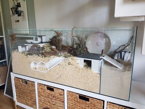 Hamster Tank Setup, Pet Mice Cage Ideas, Hamster House Ideas, Hamster Terrarium, Hampster Cage, Big Hamster Cages, Teddy Hamster, Kandang Hamster, Hamster Tank