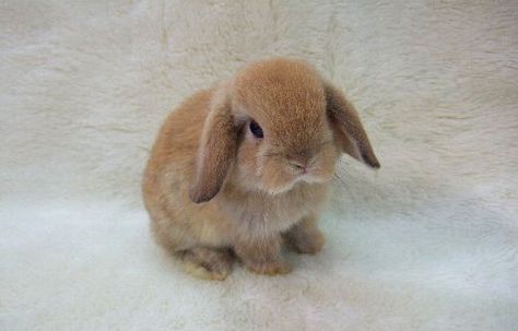 12 Holland Lop Bunnies for Sale Nashville, TN | Rabbits for Sale ... A Small, White