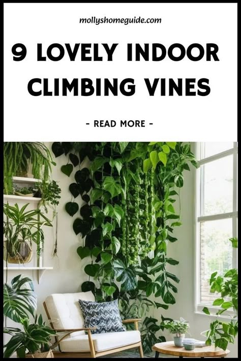 Discover the best indoor creeper plants to add a touch of nature to your home decor. Climbing plants not only beautify your space but also help purify the air. Fast growing creepers like Pothos varieties and other indoor vines can quickly fill up empty corners with lush greenery. Indoor climbers are perfect for creating a tropical atmosphere indoors. Plants that trail gracefully such as cool indoor vines make stunning hanging displays. Indoor Grass Plant, Plant Archway Indoor, Indoor Plant Vines, Crawling Plants Indoor, Trailing Indoor Plants, Indoor Creeper Plants, Long Vine Plants Indoor, How To Hang Pothos Vines, Low Light Vine Plants Indoor