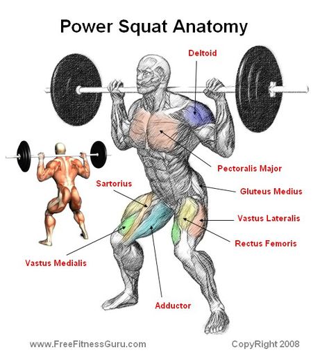 muscles worked in squat Shoulder Training, Best Leg Workout, Nutrition Sportive, Bodybuilding Diet, Muscle Anatomy, Squat Workout, Muscle Building Workouts, Weight Training Workouts, Workout Chart