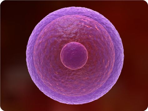 Cellular Structure and Function | CK-12 Foundation Cell Structure And Function, Egg Cell, Hybrid Learning, Cellular Structure, Cell Transport, Biology Textbook, Animal Cells, Plant And Animal Cells, Critical Reading