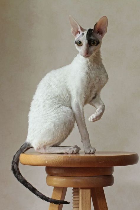 Curly Haired Cat, Domestic Cat Breeds, Devon Rex Cats, Cornish Rex, Rex Cat, Devon Rex, Cat Pose, Sphynx Cat, Cat Facts