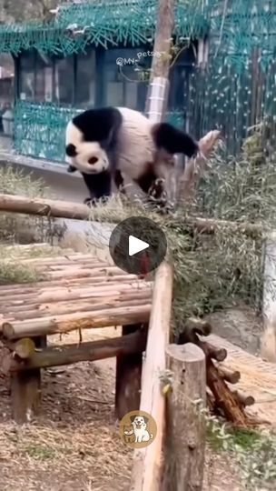 Funky Chickens, Animal Dance, Party Dancing, Dancing Animals, Bust A Move, Panda Love, Daily Video, Giant Panda, Wildlife Conservation