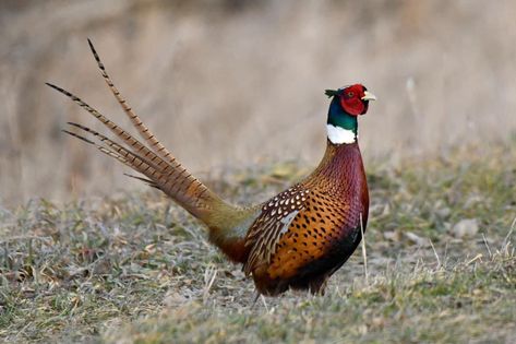 Pheasant Farm, Green Pheasant, Ring Necked Pheasant, Up To The Sky, Game Birds, Rare Birds, Closer To Nature, Bird Photo, Watercolor Animals