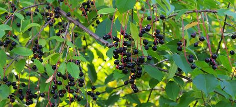 Hackberry Tree, Black Cherry Fruit, Black Cherry Tree, Cherry Seeds, Garden Hedges, Small White Flowers, Tree Seeds, Native Garden, Deciduous Trees