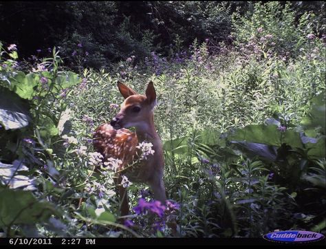 baby deae!!!! doe baby!!! shes so sweet!! Deer Photos, Dog Motif, Whitetail Deer, Silly Animals, Baby Deer, Wildlife Nature, Woodland Creatures, Forest Animals, Beautiful Creatures