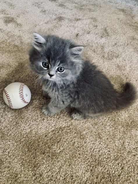 British Long Hair Kitten, British Longhair Kitten, British Long Haired Cat, British Fold, British Long Hair, British Longhair Cat, Long Haired Kittens, British Cat, British Shorthair Kittens