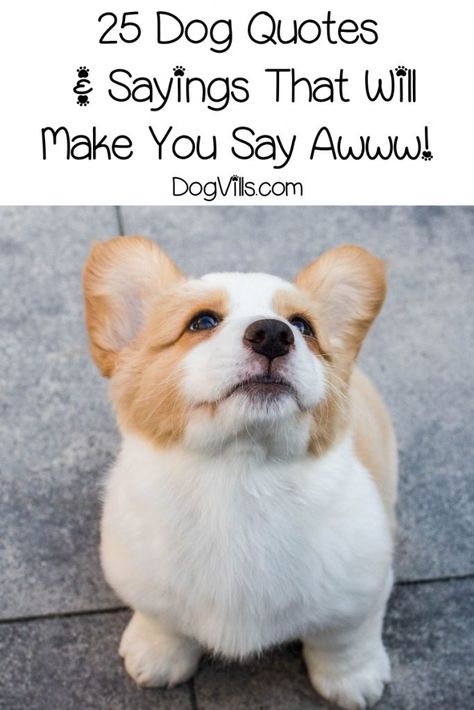 Get ready for 25 cute dog quotes & sayings that will totally make you say "awww!" Check them out! Quotes About Dogs, Cute Dog Quotes, Puppy Quotes, Working Dogs Breeds, Puppy Drawing, Dog Grooming Business, Dog Quotes Funny, Military Dogs, About Dogs