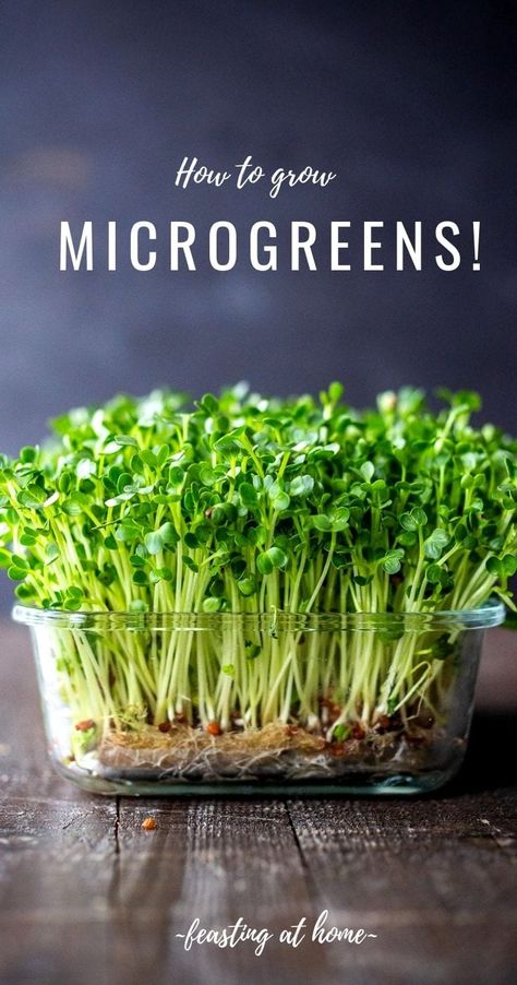 How to Grow Microgreens Microgreens Garden, How To Grow Microgreens, Grow Microgreens, Growing Sprouts, Broccoli Seeds, Growing Microgreens, Creative Gardening, Hydroponic Gardening, Growing Indoors