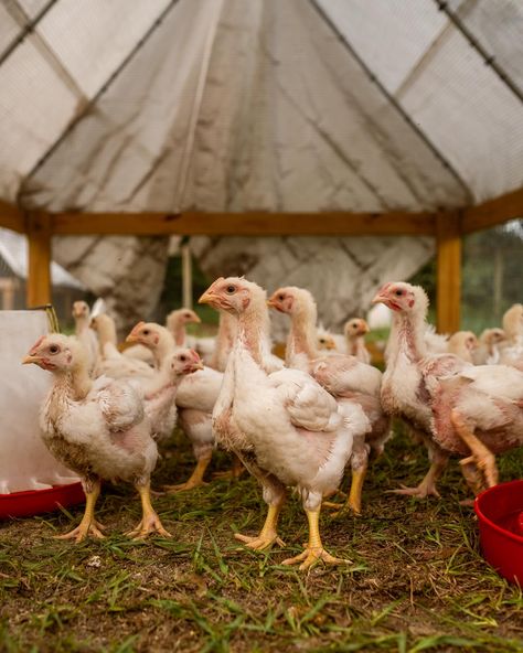 The chickens have moved all across the farm and have done surprisingly well in this heat! Our pastured, non-gmo chicken will be back on the menu next week so make sure you’re signed up for our menu newsletter to put in your order!🐓🍗 #pasturedpoultry #chickendinner #farmerlife #chickenfarmer #regenerativefarming Pastured Poultry, This Heat, On The Menu, The Menu, The Farm, Chicken Dinner, Next Week, Make Sure, Farmer