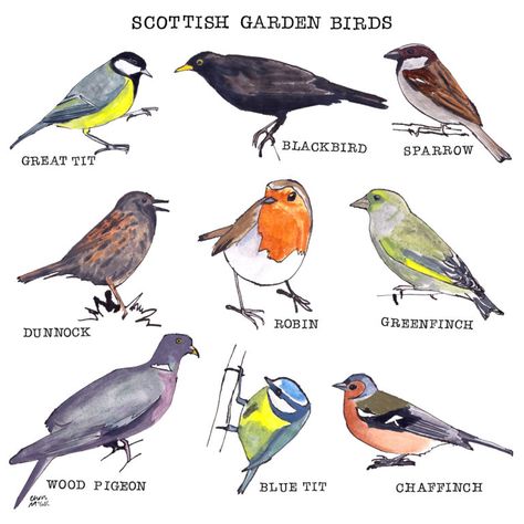 Scottish Garden, Birds Images, Scottish Animals, Quirky Artwork, Birds Pictures, Edinburgh College, Unorganized Idea, Garden Birds, Scottish Artists