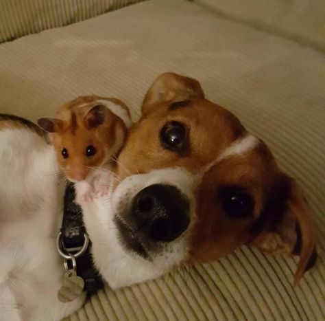 Dog And Baby Best Friends Welcome Hamster Into Their Group Baby Best Friends, Dog And Baby, Baby Hamster, Dog Best Friend, Baby Dogs, Jack Russell, The Dog, Dog Friends, Friends In Love