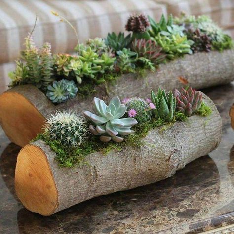 Tanaman Sukulen, Kaktus Dan Sukulen, Diy Cactus, Succulent Planter Diy, Tanaman Indoor, نباتات منزلية, Cactus Diy, Succulent Garden Diy, Garden Plan