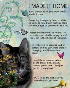 Lost Quotes, Cat Loss, Pet Remembrance, Pet Sympathy, Cat Quotes, Losing A Pet, Jolie Photo, Angkor, Pet Loss