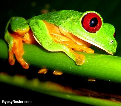 Bucket list item: The Costa Rican jungle at night! Pictured: A red eyed tree frog - see more: http://www.gypsynester.com/costa-rica.htm #travel #frog #photography Goddess Garden, Cost Rica, Green Tree Frog, Red Eyed Tree Frog, Eco Resort, Frog Sitting, Animal Experiences, Healthy Travel, Funny Frogs