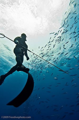 Spearfishing at Yokohama // by Kurt Chambers Freediving Photography, Spear Fishing, Navy Diver, Free Dive, Travel Influencer, Fishing Photography, Free Diving, Scuba Diver, Kayak Fishing