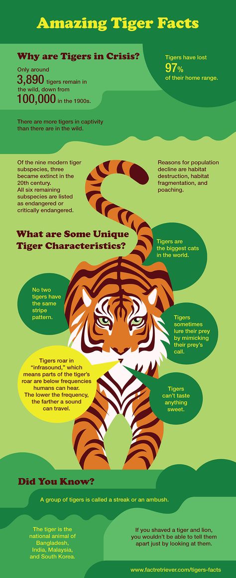 Tiger infographic packed with surprising facts, statistics, history, biology, tiger behavior, and more #tigers #infographic Save The Tiger Poster Ideas, Tiger Infographic, Zoo Infographic, Save Tiger Poster Ideas, Tiger Facts For Kids, Animal Knowledge, Zoo Education, Bengal Cat Facts, Tiger Habitat