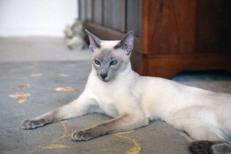 Lilac Point Siamese Siamese Aesthetic, Lilac Point Siamese, Cat Reference, Blue Point, Balinese, Feline, Lilac, Thailand, Deviantart