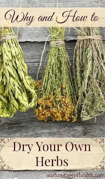 Why you should dry your own herbs and tips for how to do it properly | ourheritageofhealth.com Garden Peonies, Aquaponics System, Peonies Garden, Growing Fruit, Healing Herbs, Growing Herbs, Medicinal Herbs, Medicinal Plants, Drying Herbs