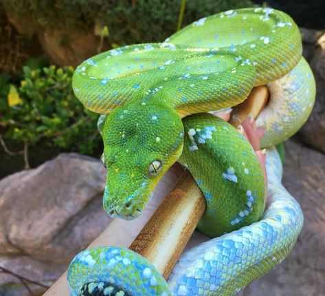 Clay Snakes, Green Tree Python, Emerald Tree Boa, Snake Pet, Tree Python, Snake Images, Colorful Snakes, Pretty Snakes, Reptile Room