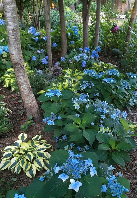 Mountain Hydrangea, Dream Garden Backyards, Hydrangea Serrata, Front Lawn Landscaping, River Rock Garden, Shade Garden Design, Edible Gardens, Garden Therapy, Shade Garden Plants