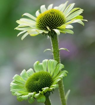 Alchemilla Mollis, Flower Seedlings, Deadheading, Sarah Raven, Biennial Plants, Echinacea Purpurea, Plant Delivery, 강아지 그림, Flower Farmer