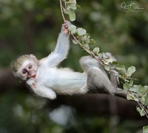 Monkey Swinging From Tree, Monkey On Tree, Monkey Playing, Swinging Monkey, Circus Tattoo, Mountain Zebra, Game Reserve South Africa, Vervet Monkey, Dik Dik