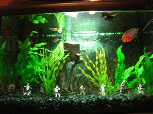 endor Star Wars Bedroom Decor, Aquarium Cabinet, Fish Tank Themes, Star Wars Bedroom, Fresh Water Fish Tank, Reptiles Pet, Fish Tanks, Fish Tank Decorations, Aquarium Fish