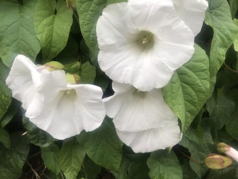 Hedge Bindweed, Bupleurum Rotundifolium, Bramble Hedge Illustrations, Calystegia Sepium, Eupatorium Capillifolium, Bulbophyllum Elizabeth Anne ‘buckleberry’, Pimpinella Major 'rosea', Trumpets, Herbaceous Perennials