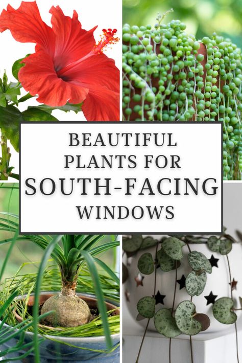 Plants For South Facing Windows, Window Plants Indoor, Plant Window Sill, South Facing Windows, Indoor Hanging Plants, Best Indoor Hanging Plants, Best Office Plants, Front Porch Plants, Porch Plants