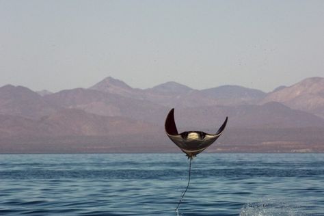 Majestic Sea Flap Flap, Creature Marine, Wow Photo, Ocean Day, Underwater Creatures, Underwater Life, Manta Ray, Oceans Of The World, Ocean Creatures