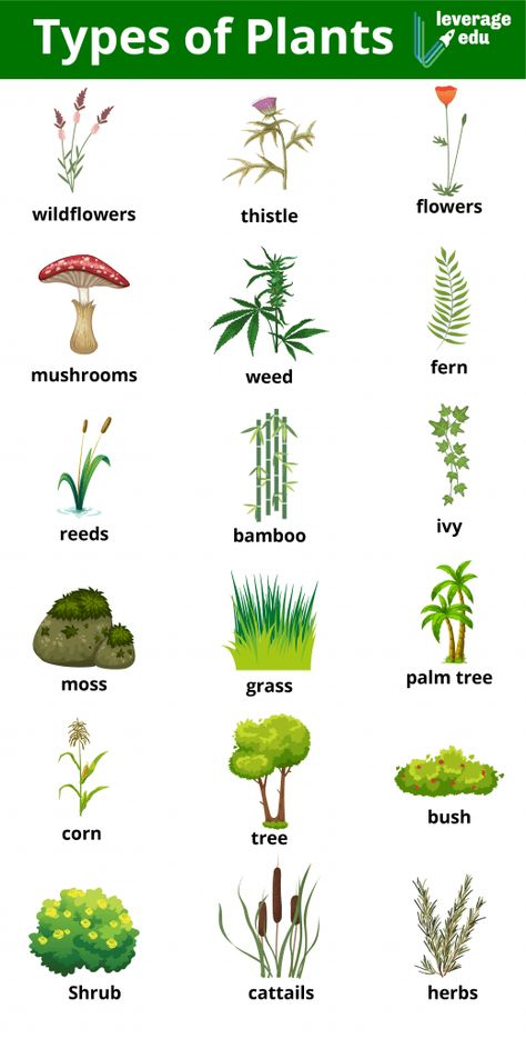 Different Types of Plants: By Life Cycle, Seeds & Size | Leverage Edu Different Types Of Plants, Fern Care, Moss Grass, Types Of Houseplants, Different Kinds Of Flowers, Perennial Shrubs, Easy Plants, Carnivorous Plants, Plant Cuttings