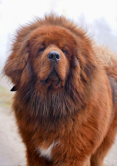 Mastiff Drawing, Red Tibetan Mastiff, Tibetan Mastiff Puppy, Tibetan Mastiff Dog, Small Dog Tattoos, Mastiff Puppy, Biggest Dog, Mastiff Breeds, Giant Dog Breeds