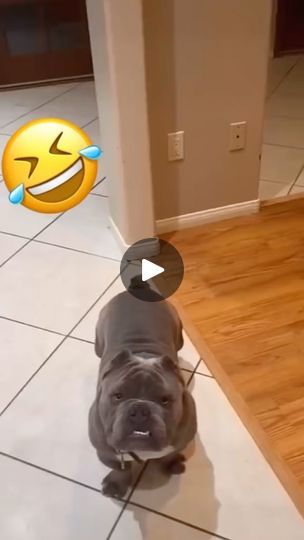 Animal Funnies, Puppy Barking, Talking Dog, Dog Haircuts, What Dogs, Puppies Funny, Cute Funny Dogs, Funny Dog Videos, Dance Poses