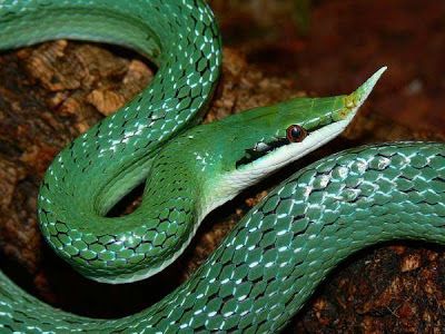 And I Think to Myself...What A Wonderful World.: Creature Feature: Rhinoceros Rat Snake. Snakes Photos, Rhino Rat Snake, Rattle Snake Aesthetic, Snake In Forest, Land Turtles, Spiders And Snakes, Leucistic Texas Rat Snake, Rat Snake, Cool Snakes